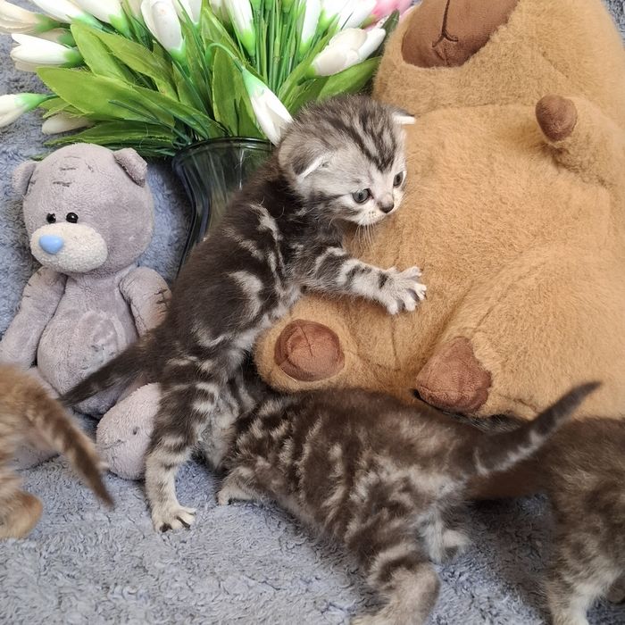 Шотландские вислоухие котята