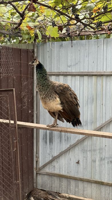 Vand paun sau pauni tineri pereche sau separat