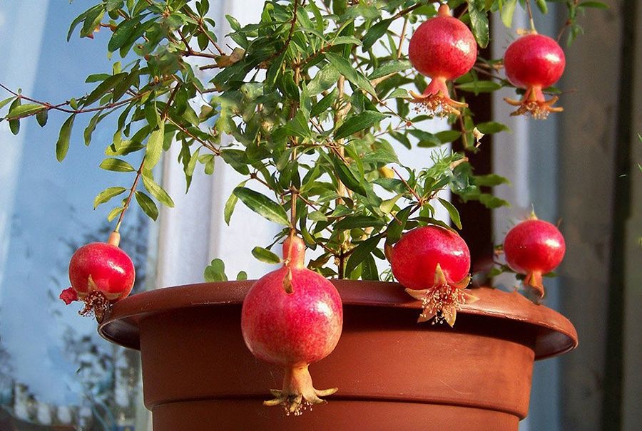 Продам гранатовые ростки
