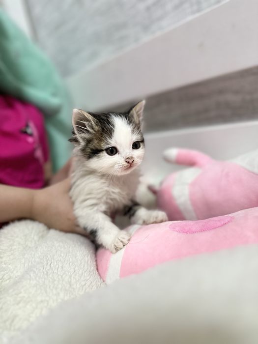 Отдам котят в добрые руки