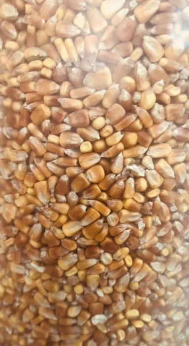 Продается Кукруза сухая