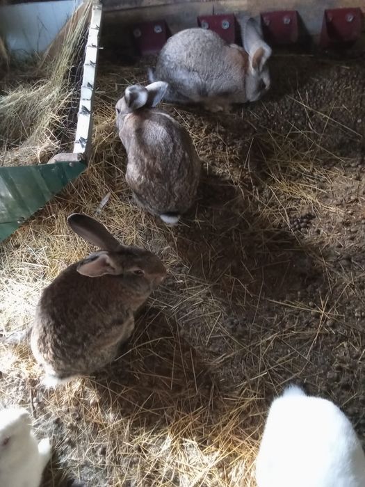 Продам кроликов  .