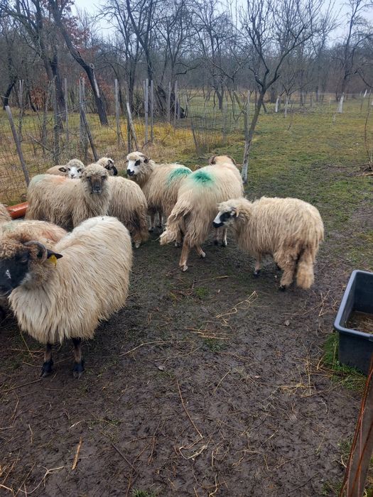 Vand  9 oi și un berbec