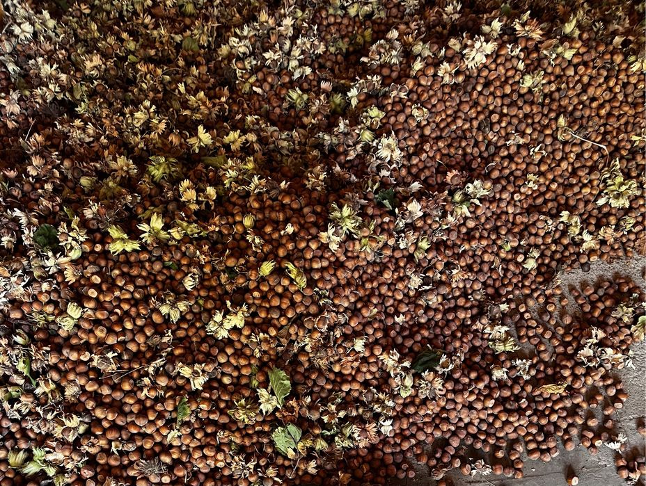 Alune de Padure Tonda Gentile Romana - Productie 2025