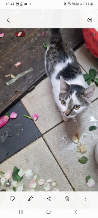 Отдам молодую кошечку в добрые руки.