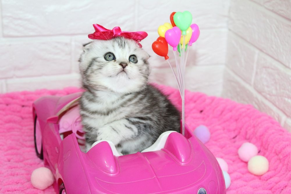 Британские  котята