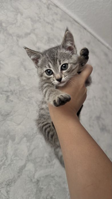 отдам котенка в добрые руки