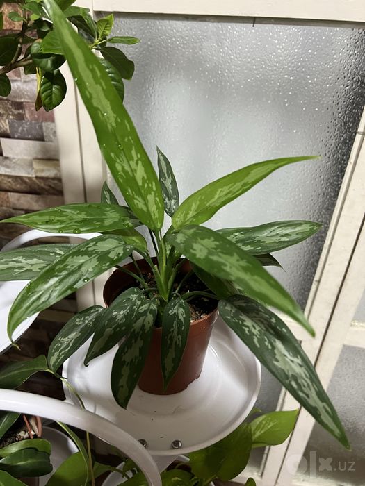 Aglaonema Maria Комнатных цветок