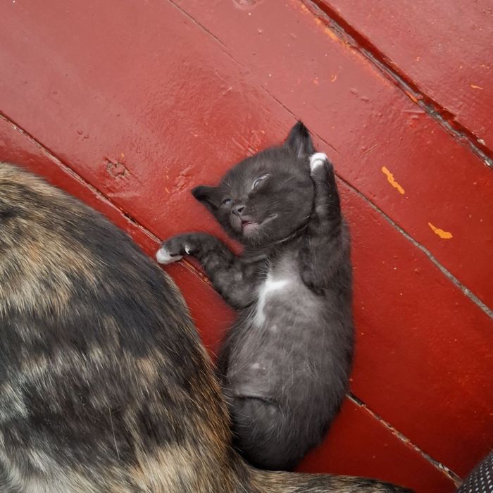 отдадим котят в добрые руки