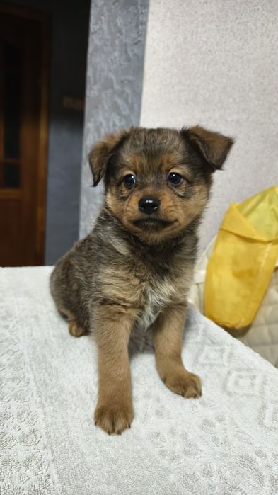 Продам щенков шпица метисы !