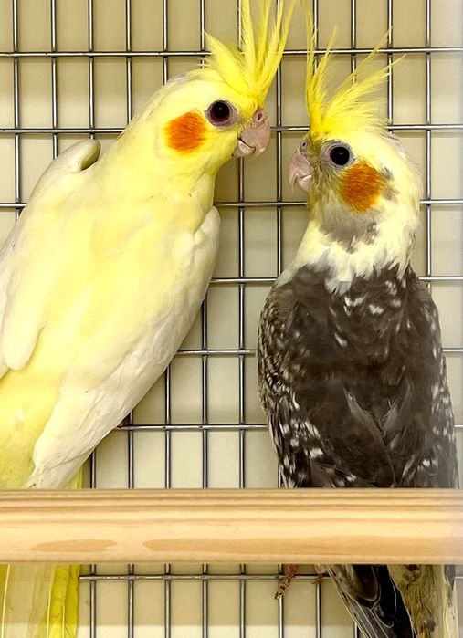 В продаю попугаев карелл