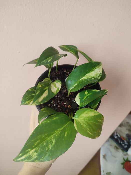 Комнатные растения