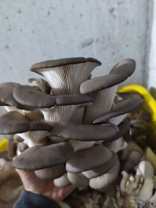 Вешенка уруглари