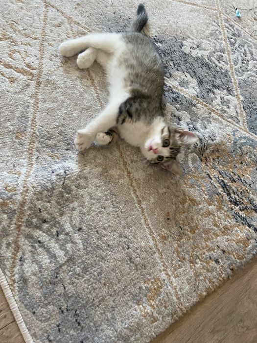 Отдам бесплатно котенка мальчик