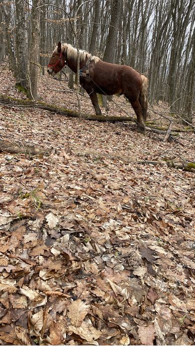 Manz       Armasar!!!