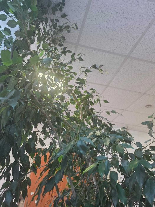 vând plante uriașe: eucalipt, arbore de cauciuc si ficus