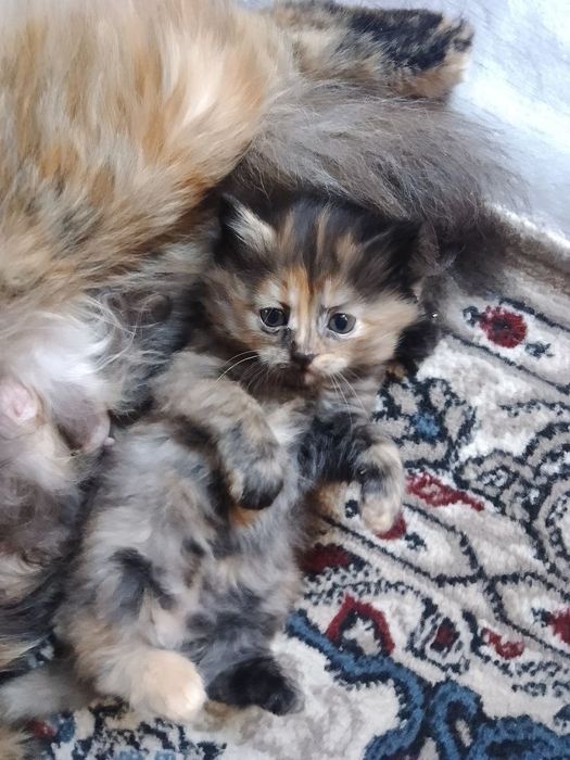 Домашние котята раздам только в добрые руки