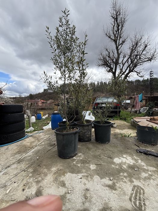 Маслиново дърво високо 2метра