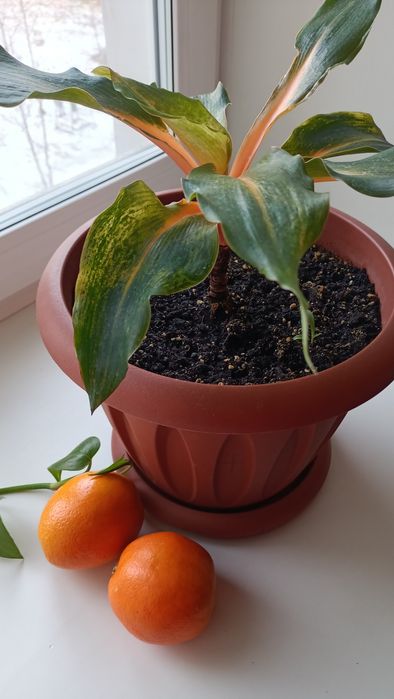 Хлорофитум Green Orange