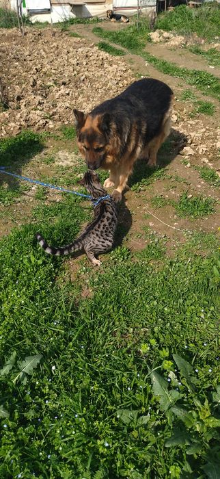Продаётся Бенгальский котёнок подросток