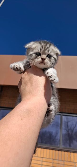 Скоттиш Фолды.  Девочка и Мальчик