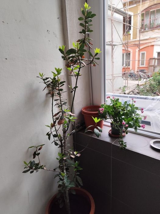Vând dafin. Este de doi ani,acum mai dă  ramuri noi.