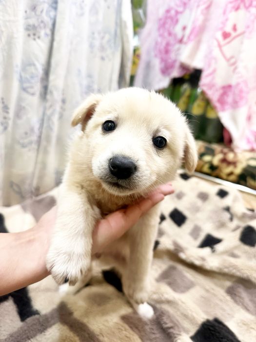 Щенята бесплатно