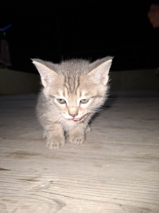 Продам котят срочно