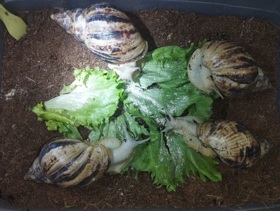 Ulitka sotiladi axatina