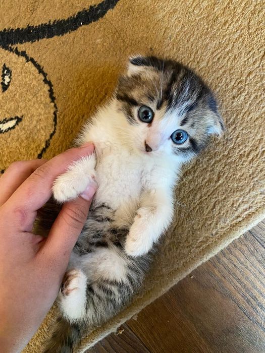 Котята  в добрые руки