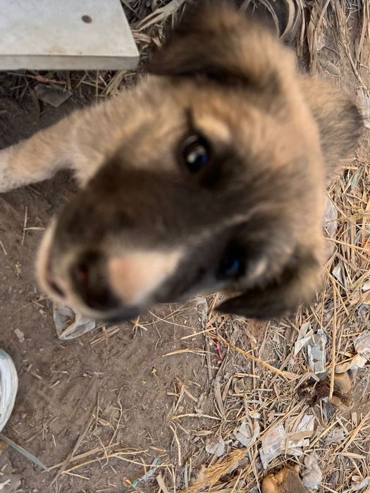 Щенки девочки звоночки