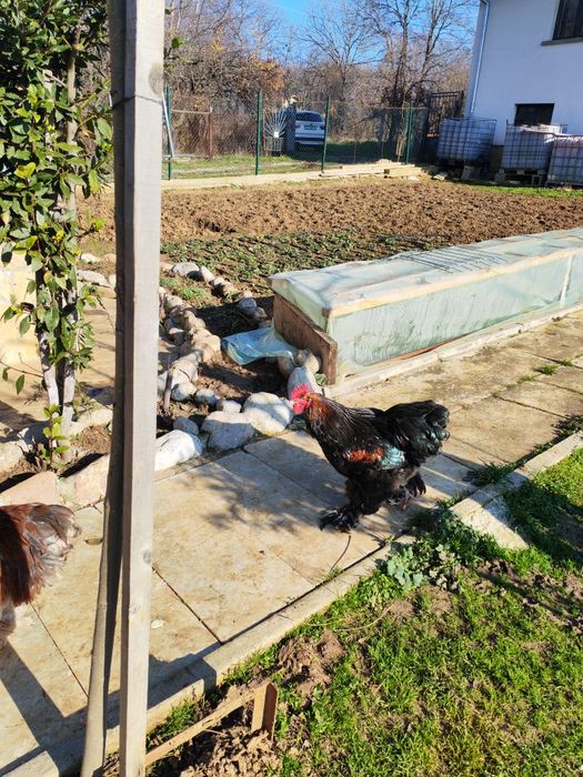 Продавам много красиви  петли