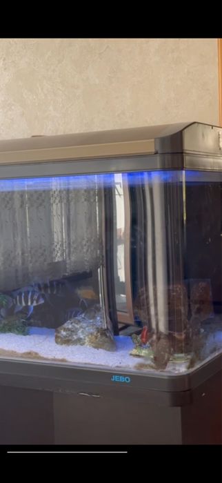 Аквариум акриловый|350л|Аквариум Вашей Мечты||Бонус рыбы!