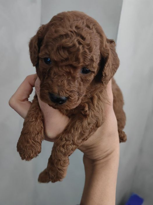 Прекрасни мини пуделчета