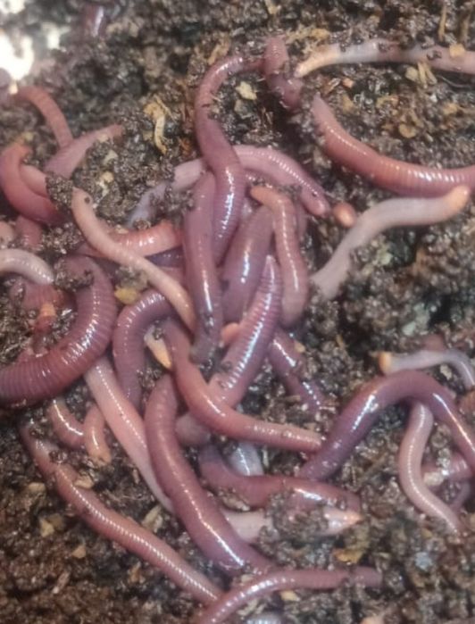 Черви Черный принц, для истинных ценителей рыбной ловли