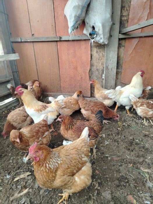 Продам домашные куры