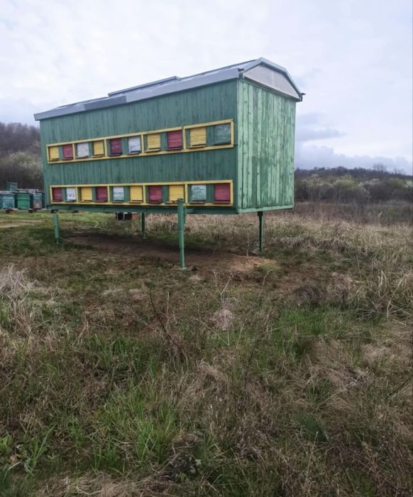 Vand pavilion apicol