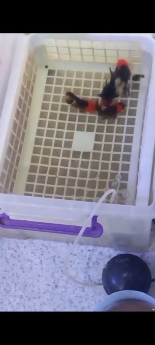 Апачи - красные шапочки