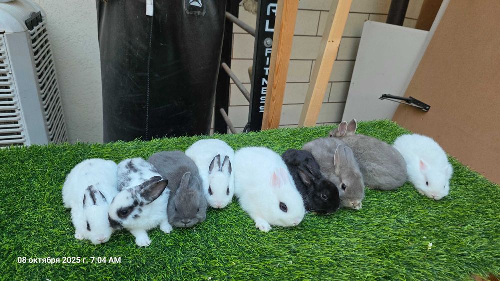 Карликовые кролики (карлик қуёнлар)