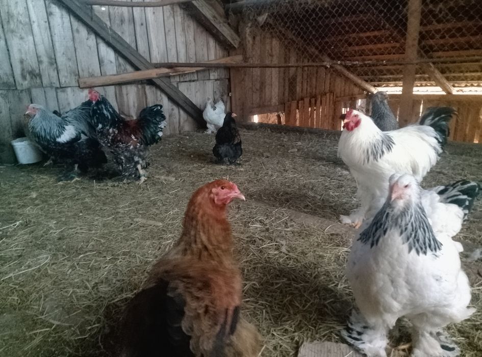 Oua brahma de incubat