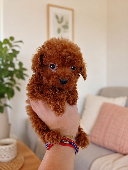 Pui Pudel Miniature Red