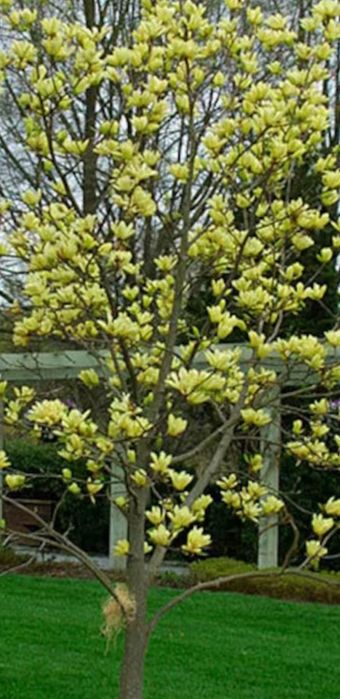 Magnolie yelow bry (galbenă)