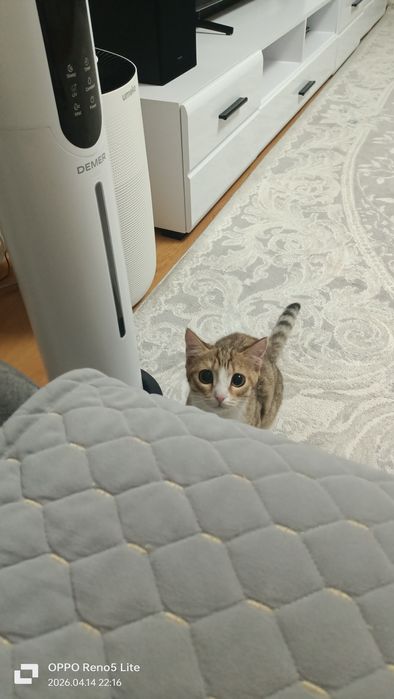 Кошечка Соня в добрые руки