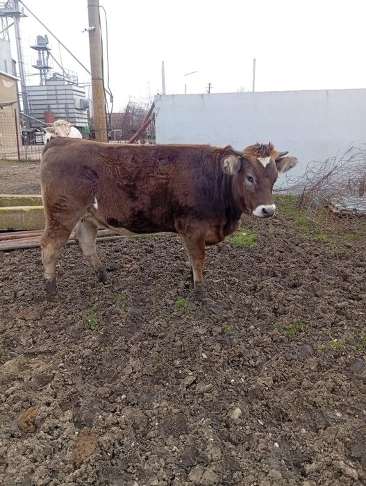 Vând Vițea Montată Preț 7500 lei Preț Fix