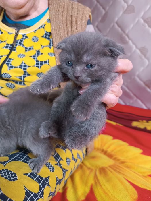 Продаются котята британцы