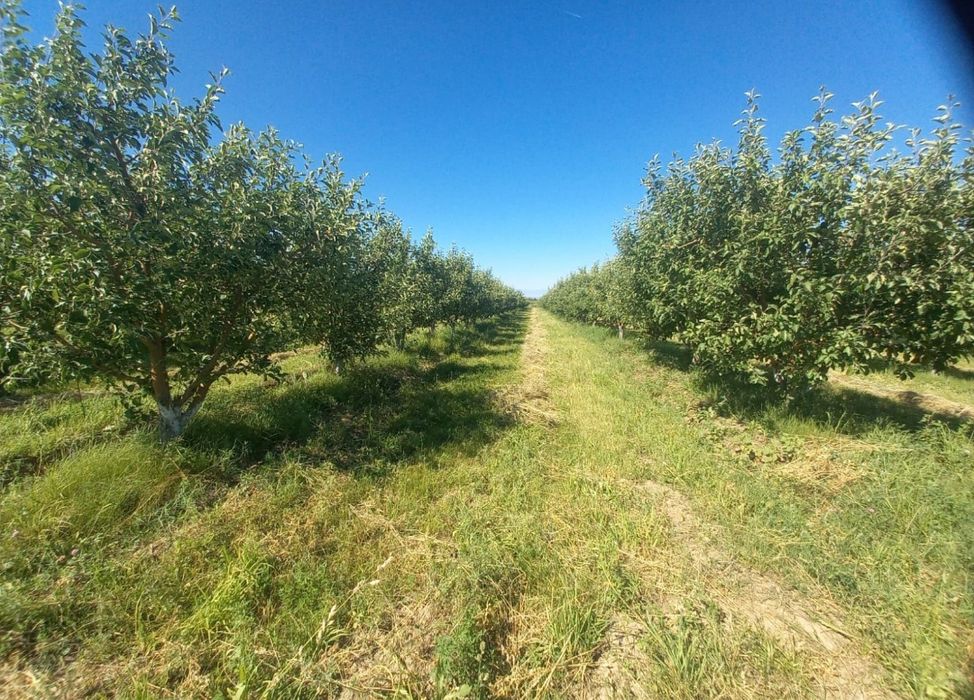 Яблоневый сад, 5 гектаров