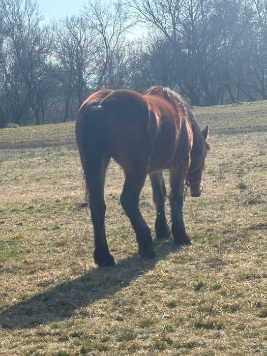 De vanzare,manza de 3 ani