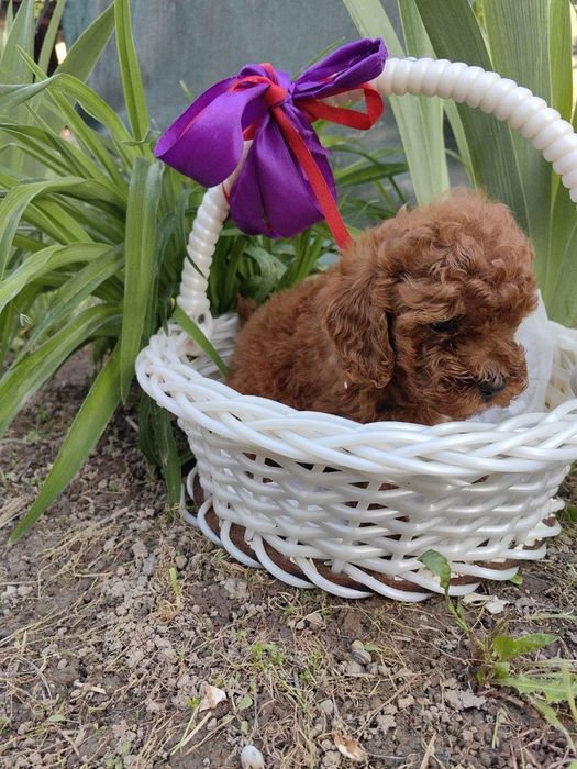 Мальчики и девочки , мальтипу , окраса  ред браун,