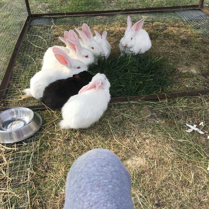 iepurasi dragalasi de pasti