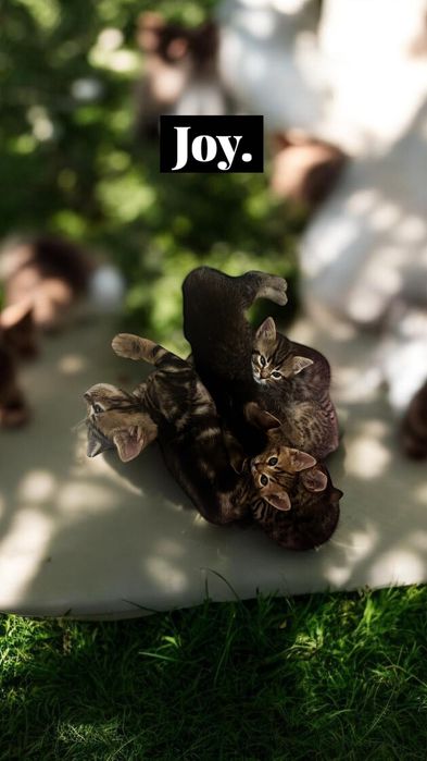 Бенгалски котета  8 седмични